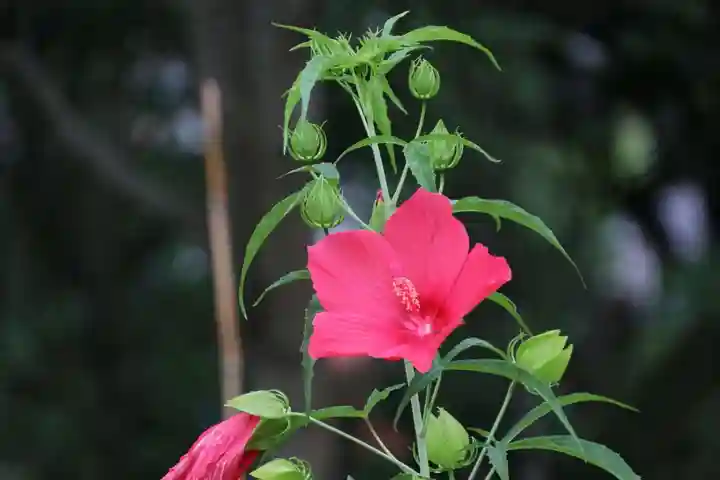 阿久津「田村神社」(郡山市阿久津町)旧社名:伊豆箱根三嶋三社の庭園