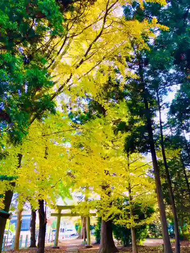 岡見八坂神社の鳥居