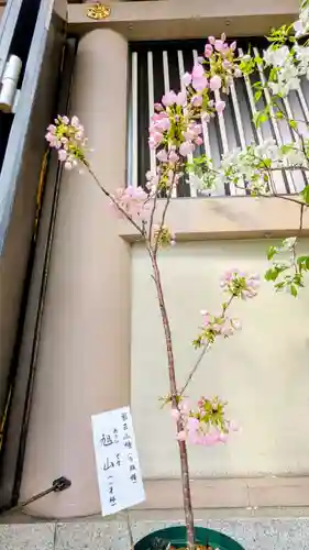 十番稲荷神社の自然