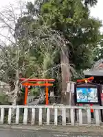 稗田野神社(薭田野神社)(京都府)