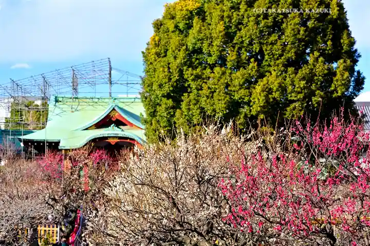 亀戸天神社(東京都)
