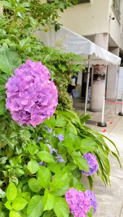 鳥越神社の自然
