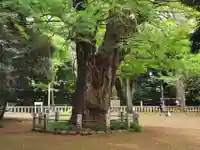 赤坂氷川神社の自然