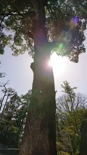 岩殿山安楽寺（吉見観音）の自然