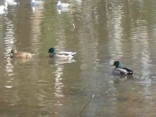 鶴岡八幡宮の動物
