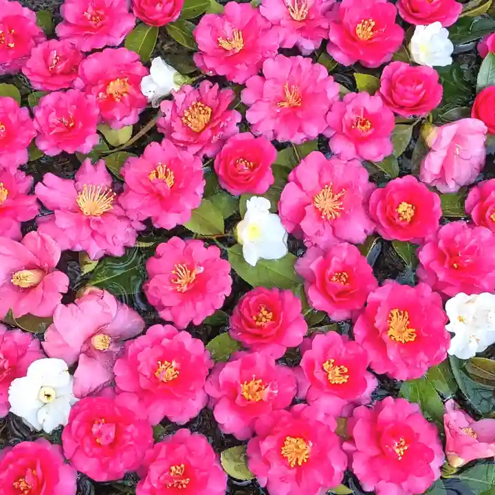 三津厳島神社の手水舎