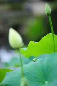浄土寺(兵庫県)(2024年07月10日(水) 07時33分50秒投稿)