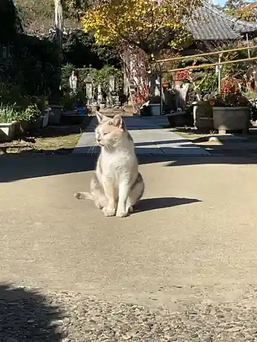一心寺・一心禅寺の動物