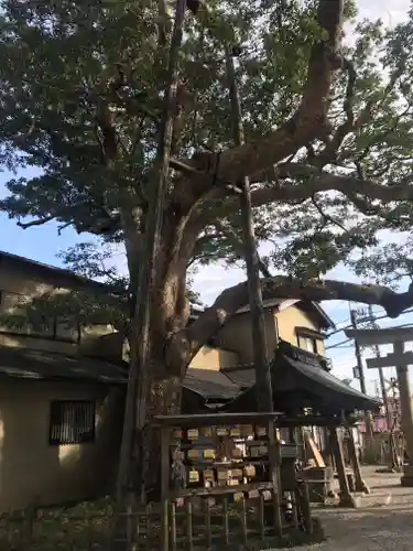 御霊神社の自然