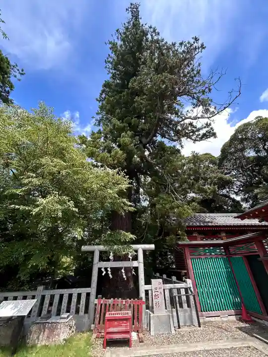 大杉神社(茨城県)