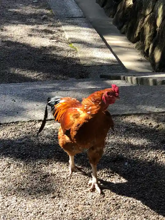 石上神宮の動物