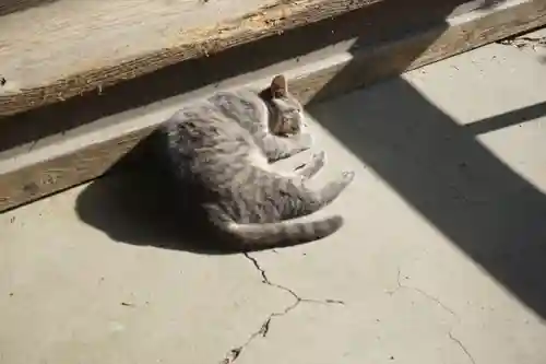 唐澤山神社の動物