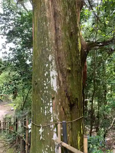 加茂神社の自然