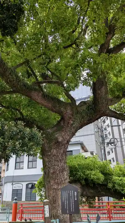 天津神社の自然
