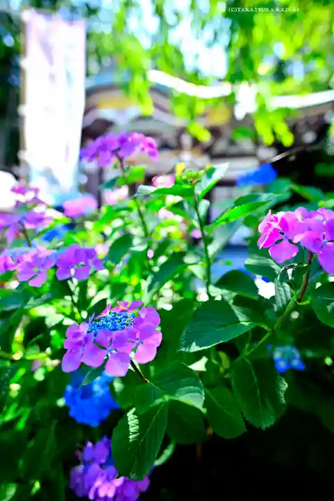 川越八幡宮(埼玉県)