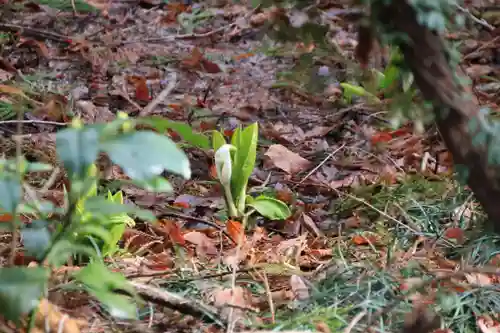 日枝神社の自然