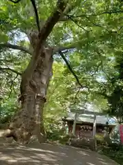 愛宕神社の自然