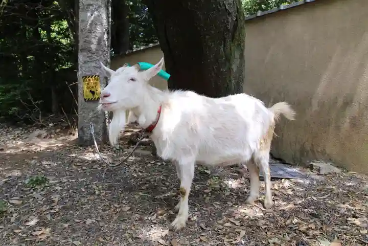 水稲荷神社の動物