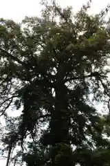 長野神社の自然