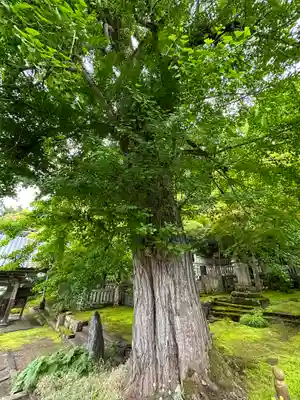 珍蔵寺　(山形県)