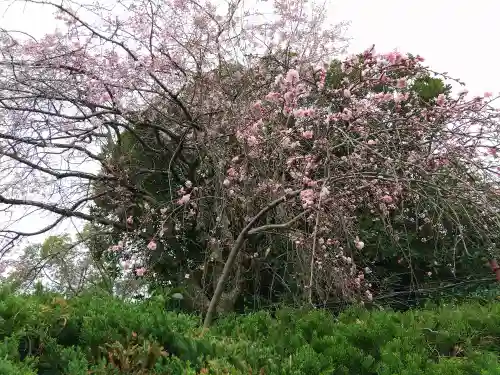 豊國神社の自然