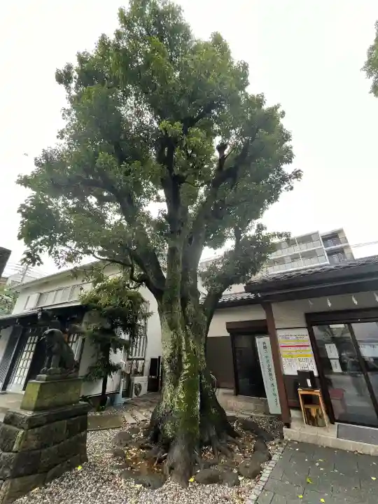 橘樹神社(神奈川県)
