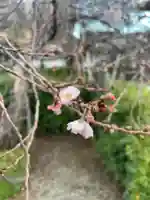 妙蓮寺(京都府)