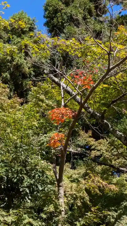 光明寺(粟生光明寺)(京都府)