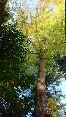 川尻八幡宮の自然