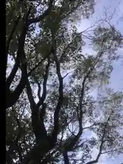 九所御霊天神社の自然