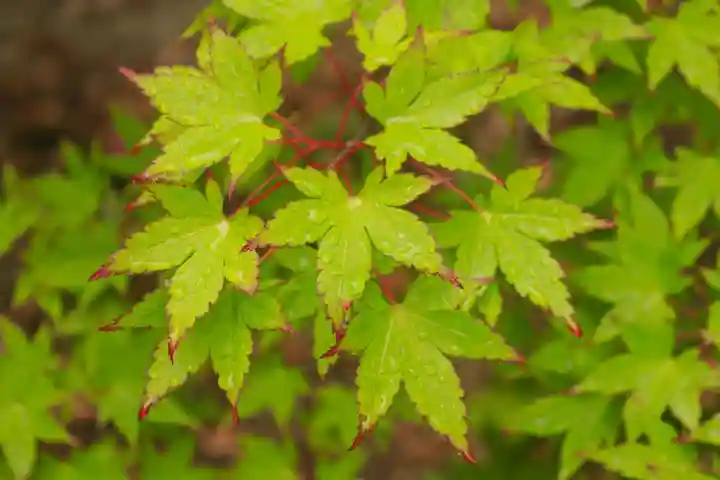 野見神社(大阪府)