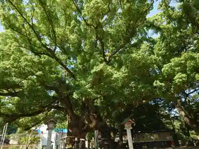 大麻比古神社(徳島県)