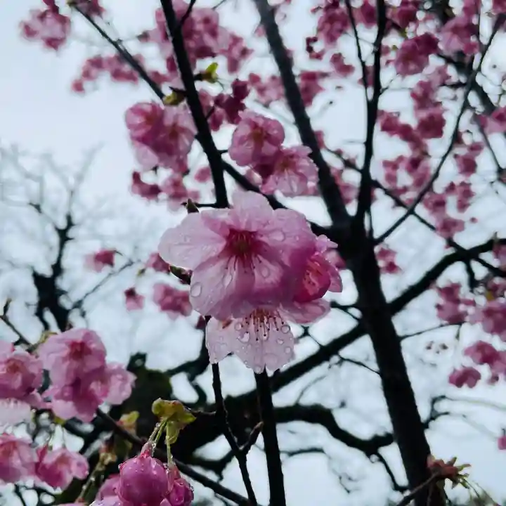鳩森八幡神社の自然