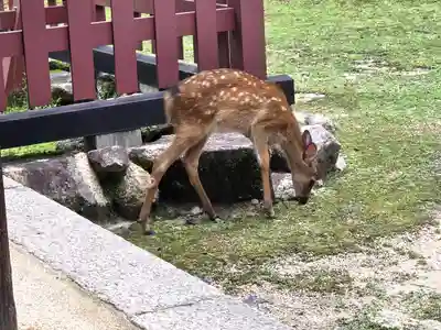 荒胡子神社(広島県)