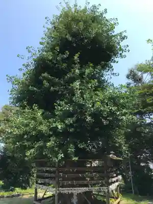 熊野神社（長井熊野神社）の自然