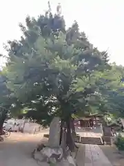 滝野川八幡神社(東京都)