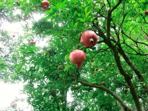 高蔵寺(東京都)