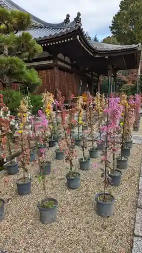 法金剛院の本殿・本堂