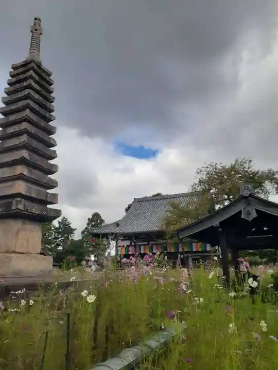 般若寺 ❁コスモス寺❁(奈良県)