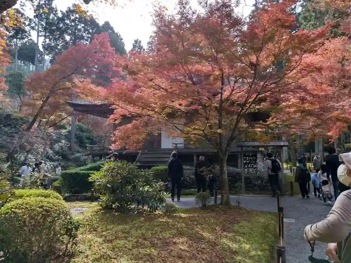 三千院門跡の自然