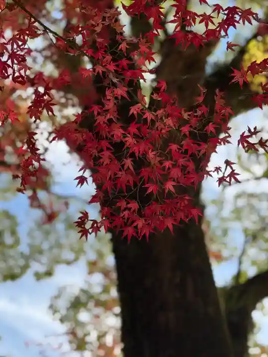 賀茂別雷神社(上賀茂神社)(京都府)