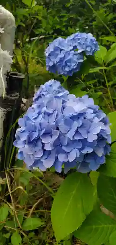 思金神社の自然