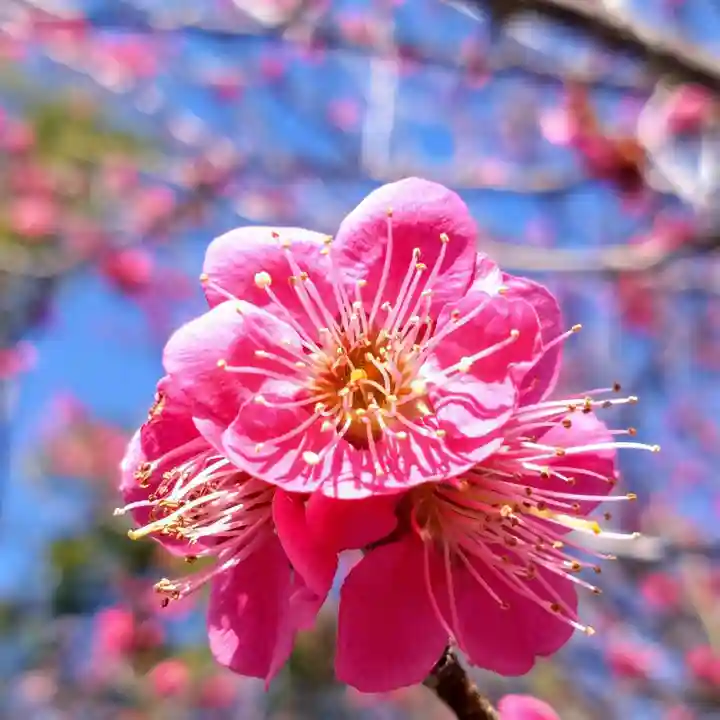 岡崎天満宮(愛知県)