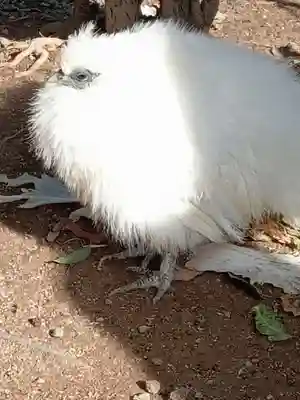 高屋敷稲荷神社(福島県)