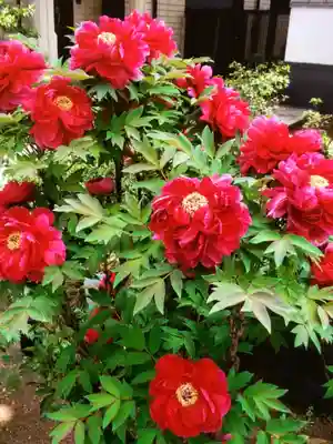 圓照寺(東京都)