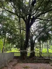 山宮浅間神社(静岡県)