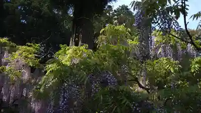 歌泉堂（春日大社神苑萬葉植物園内鎮座）(奈良県)