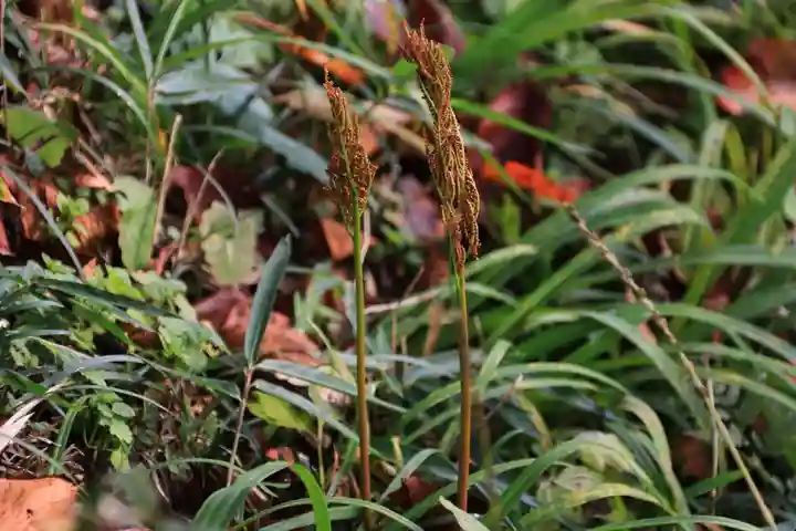 長屋神社の自然