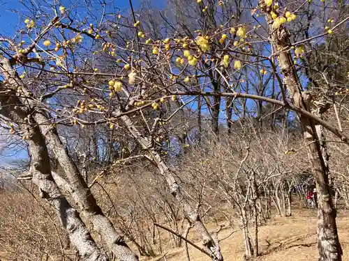 宝登山神社奥宮(埼玉県)