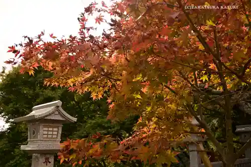 大山阿夫利神社の自然